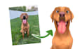 draw your pet as a cartoon disney character