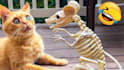 provide you animal funny compilation videos for youtube