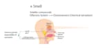 design medical and scientific illustrations, and infographics