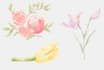 make botanical handdrawing pencil color illustration