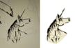 turn a photograph into a transparent sticker