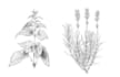 draw botanical illustration, flowers, fruits