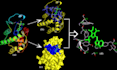 do molecular docking , molecular dynamic simulation,3d protein prediction