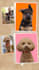draw  amazing pet or any animal into realistic vector art