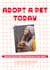 do to help lost pets and support animal adoption flyer