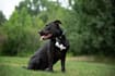 create user generated content with my dog USA