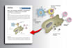 do scientific figures, illustrations and graphical abstracts