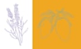 create detailed botanical vector line art illustrations