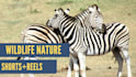 create copyright free wildlife nature shorts for tiktok creativity program
