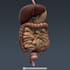 do human anatomy using 3d medical animation