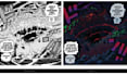 color manga, comic, anime or ilustration
