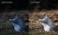 edit and retouch your wildlife photography
