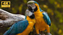 create and upload 4k wildlife, animal videos for youtube channel with SEO