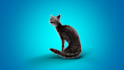 customize angry cat logo intro