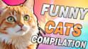 create funny animal videos and pets compilation for youtube and fb