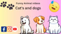 create funny and cute animal pets compilation videos