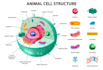 tutor biology and botany by a top ranked bps 17 lecturer