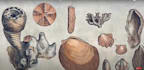 research and write about paleontology
