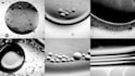 create professional microscopy videos in HD or 4k