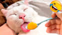 create funny animal videos for youtube