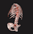convert medical images to medical 3d model