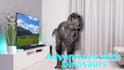 do kids video editing professionally