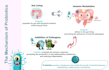 do medical illustrations for you