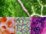 provide microscopy marketing images