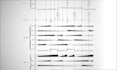 digitally engrave any kind of contemporary music