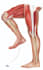 medical illustration samples 2