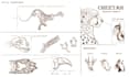 draw professional anatomical drawings for animals