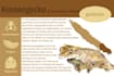 paint your pets, birds, plants and illustrations