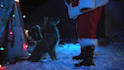 make happy dog christmas greeting video