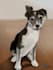 make a digital painting of your pet