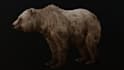 animate your custom 3d creature