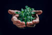 write SEO articles on environment, sustainability and climate change
