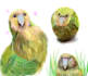 draw nature, animals, landscapes