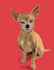 draw your pet to be cartoon vector