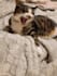 create a ugc video with my pet cat