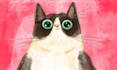 make cute cat portraits