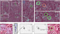 do machine learning, data annotation, labeling, deep learning python