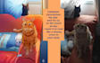 make personalized portraits of your pets with a unique style