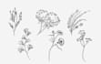 create botanical line art