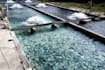 be your aquaculture business consultant for  your fish farm