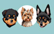 create a cartoon of your animal