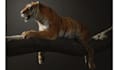 create 3d realistic animal model xgen fur cgi vfx rigging for animation and game