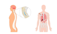 create medical and scientific illustrations for journals, publications and books