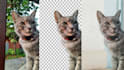 provide high quality background removal