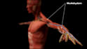 create esthetic medical and plastic surgery animations