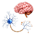 write profound SEO optimized medical articles and health blogs within 24 hrs